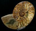 Stunning Inch Polished Ammonite - Half #5212-1